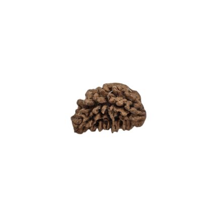 Lab Certified Natural 1 mukhi rudraksha