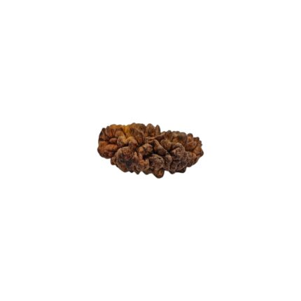 1 mukhi rudraksha-28 mm