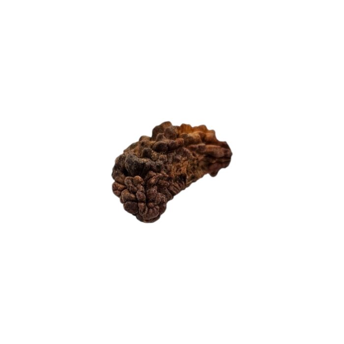 1 mukhi rudraksha-28 mm