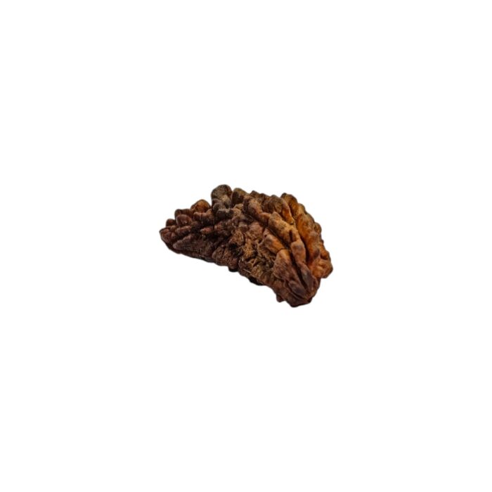 1 mukhi rudraksha-28 mm