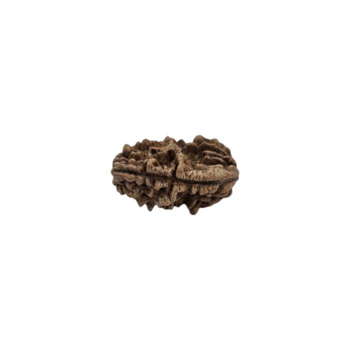 Lab Certified Natural 1 mukhi rudraksha