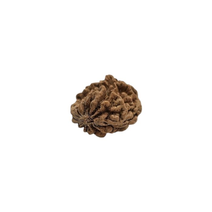 Lab Certified Natural 1 mukhi rudraksha