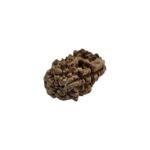 Lab Certified Natural 1 mukhi rudraksha