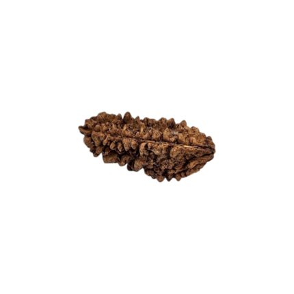 1 mukhi rudraksha-35 mm