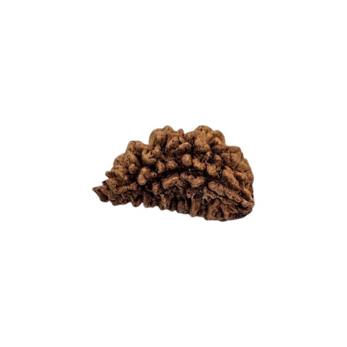 1 mukhi rudraksha-35 mm