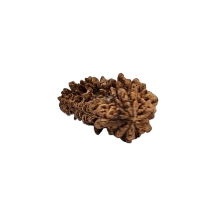 1 mukhi rudraksha-35 mm