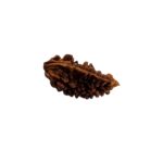 1 mukhi rudraksha-29 mm