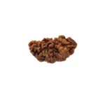 1 mukhi rudraksha-29 mm