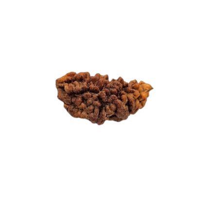 1 mukhi rudraksha-29 mm