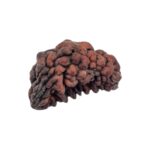 1 mukhi rudraksha-30 mm