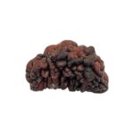 1 mukhi rudraksha-30 mm