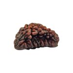 1 mukhi rudraksha-30 mm