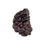 1 mukhi rudraksha-30 mm