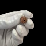 Authentic 9 Mukhi Rudraksha with Lab Certificate | Ships in Canada and USA only