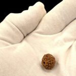 Authentic 9 Mukhi Rudraksha with Lab Certificate
