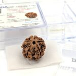Rudraksha - 5 Mukhi rudraksha bead