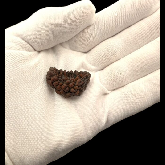 1 mukhi Rudraksha | 100% Natural Certified Rudraksha | Ek Mukhi Rudraksha - Image 6