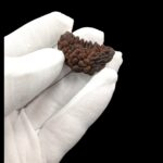 1 mukhi Rudraksha | 100% Natural Certified Rudraksha | Ek Mukhi Rudraksha