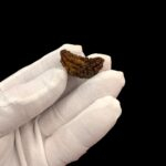 1 Mukhi Rudraksha bead | Original Certified One Mukhi Rudraksha