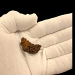 1 Mukhi Rudraksha bead | Original Certified One Mukhi Rudraksha - Image 2