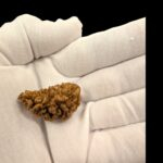 1 Mukhi Rudraksha bead | Original Certified One Mukhi Rudraksha - Image 2