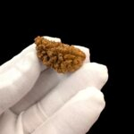 1 Mukhi Rudraksha bead | Original Certified One Mukhi Rudraksha