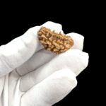 Rudraksha – 1 Mukhi rudraksha bead | Original Certified One Mukhi Rudraksha