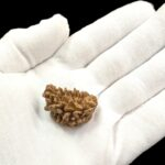 Rudraksha – 1 Mukhi rudraksha bead | Original Certified One Mukhi Rudraksha - Image 2