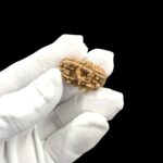 Rudraksha - 1 Mukhi rudraksha bead | Original Certified One Mukhi Rudraksha