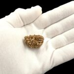 Rudraksha - 1 Mukhi rudraksha bead | Original Certified One Mukhi Rudraksha - Image 2