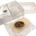 Rudraksha - 1 Mukhi rudraksha bead | Original Certified One Mukhi Rudraksha - Image 3