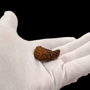 Ek Mukhi Rudraksha | One Face Rudraksha  | 1 Mukhi Rudraksha | 1 Face Rudraksha with Lab Certificate 100% Original