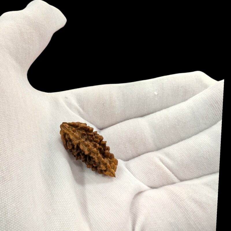 Ek Mukhi Rudraksha | One Face Rudraksha | 1 Mukhi Rudraksha | 1 Face Rudraksha with Lab Certificate 100% Original