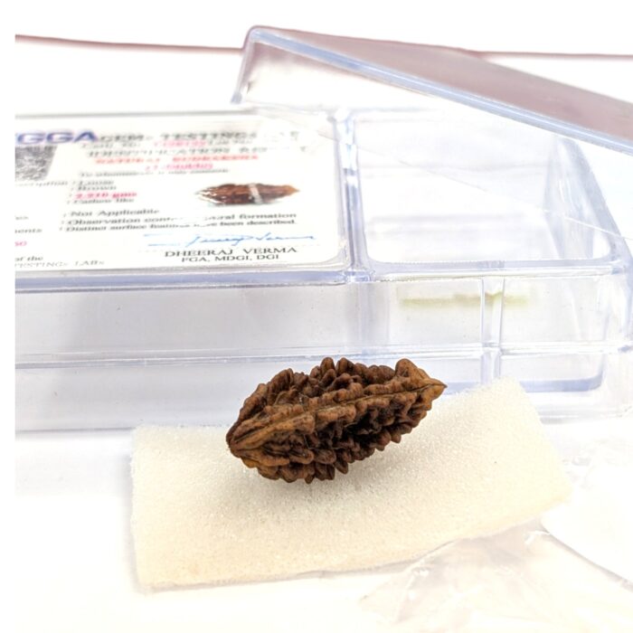 Ek Mukhi Rudraksha | One Face Rudraksha  | 1 Mukhi Rudraksha | 1 Face Rudraksha with Lab Certificate 100% Original