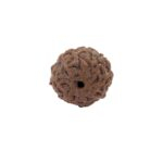 Authentic 9 Mukhi Rudraksha with Lab Certificate