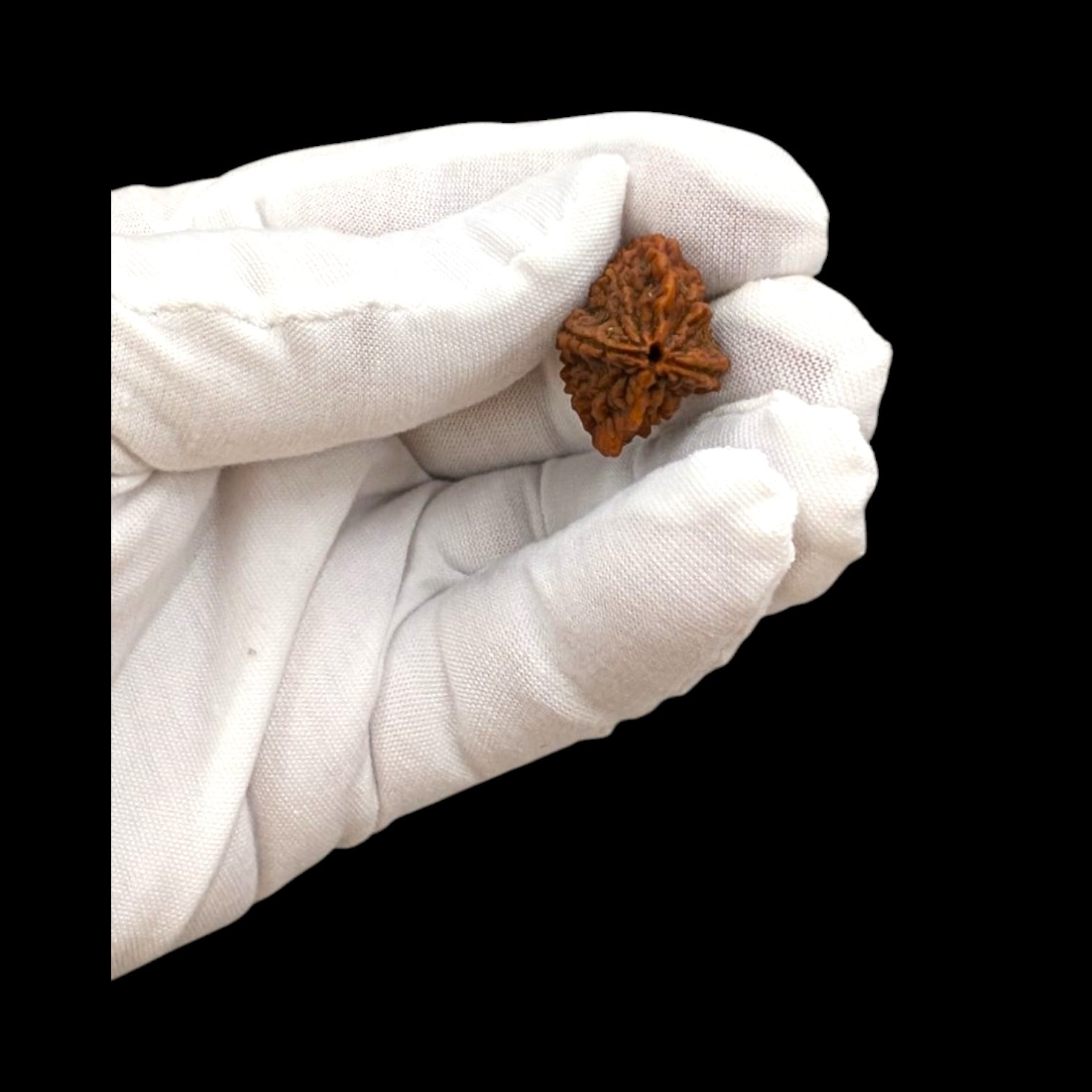 Photoroom-20250724_170757_1.jpg 2 Mukhi Rudraksha bead | Authentic Lab Certified Natural Rudraksha - Image 1