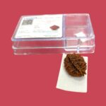 2 Mukhi Rudraksha bead | Authentic Lab Certified Natural Rudraksha - Image 3