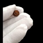 8 Mukhi Rudraksha bead