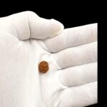 8 Mukhi Rudraksha bead - Image 2