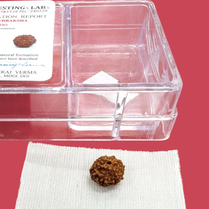 8 Mukhi Rudraksha bead - Image 3