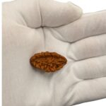 Natural Rudraksha - 2 Mukhi rudraksha bead | Lab Certified Natural Rudraksha - Image 2