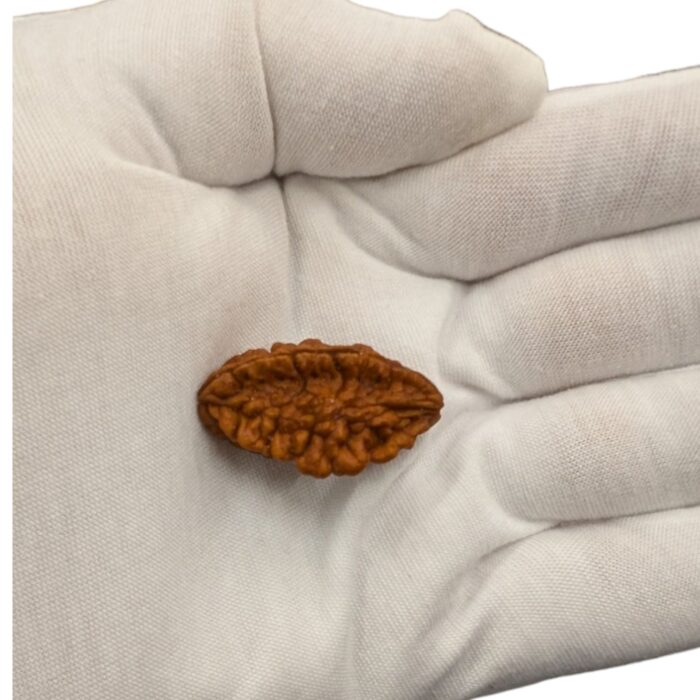 Natural Rudraksha - 2 Mukhi rudraksha bead | Lab Certified Natural Rudraksha - Image 2