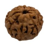 Close up of 10 mukhi rudraksha