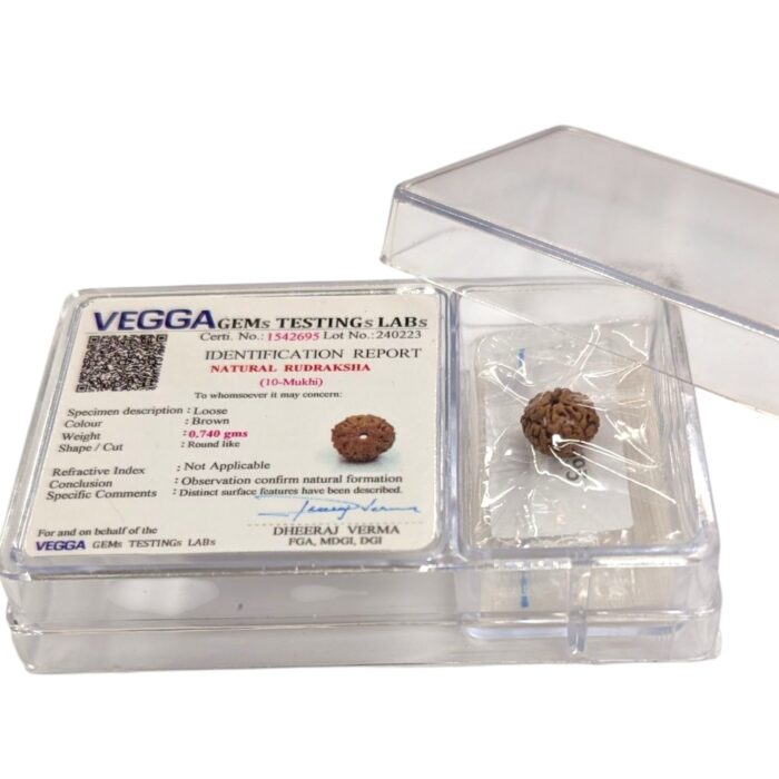 10 Mukhi Rudraksha bead | Dus Mukhi Rudraksha