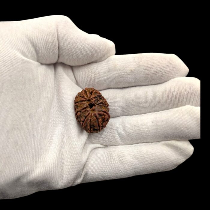 Actual feal of the rudraksh bead in a Adult hand