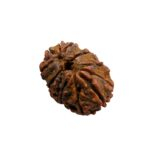 11 mukhi Rudraksh bead