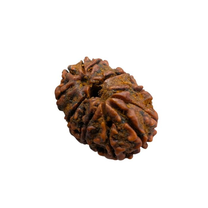 11 mukhi Rudraksh bead
