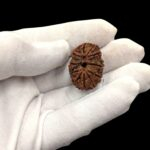 Collector Special Eleven Face Rudraksha - 11 Mukhi Rudraksh