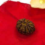 12 Mukhi Rudraksha | Twelve Face Rudraksha - Collector Special - Image 7