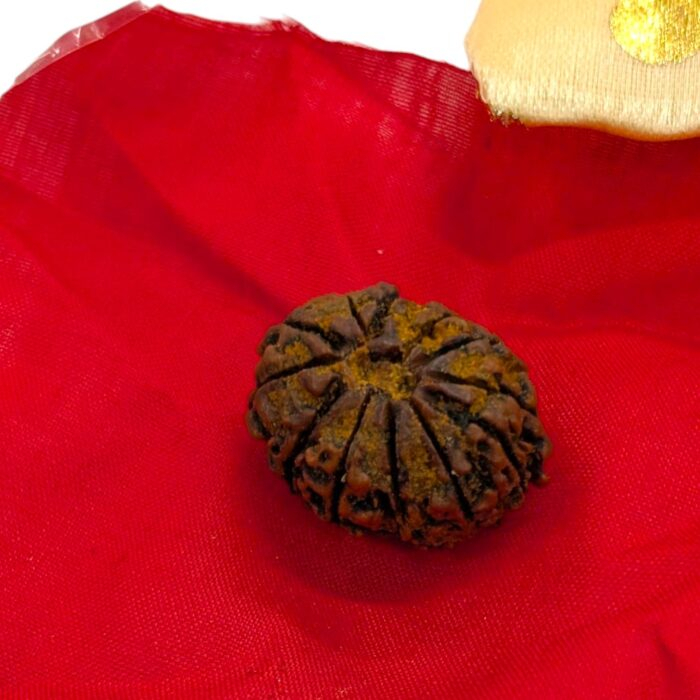 12 Mukhi Rudraksha | Twelve Face Rudraksha - Collector Special - Image 7